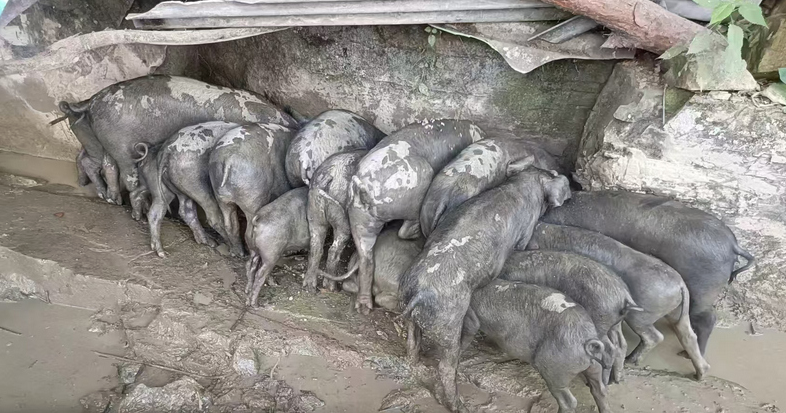 松桃鸡爪社区脱贫户养殖的生猪。