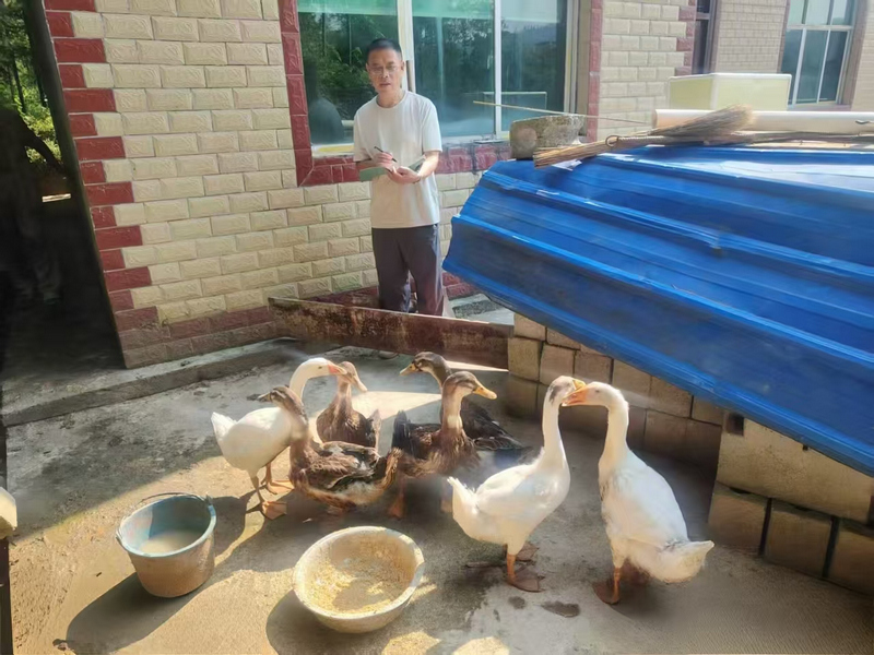 松桃鸡爪社区驻村第一书记冒着高温，深入圈舍开展脱贫户产业奖补（家禽）核实。