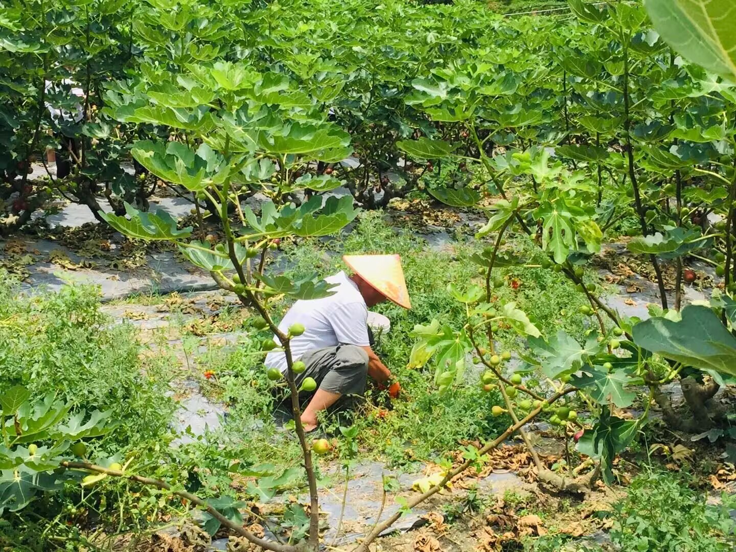 韦正明在无花果园。
