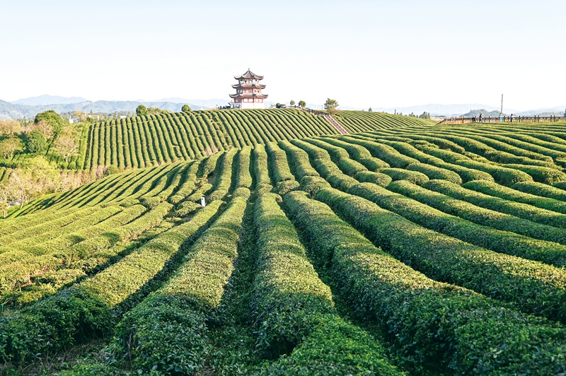 黎平县高屯镇万亩茶园秋景。 （通讯员 李斌 摄）