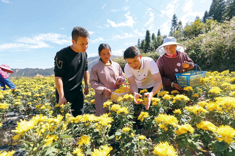 剑河县农技人在南寨镇懂达村菊花种植基地里指导农民采摘金丝皇菊。