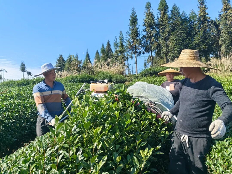 江口怒溪以“一片叶子”书写乡村振兴新样本。