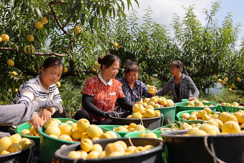 村民在分拣黄桃。