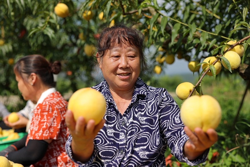 村民展示刚采摘的黄桃。