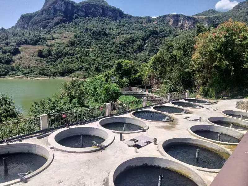 圖為：貴州洪岩口生態漁業有限公司鱘魚養殖基地