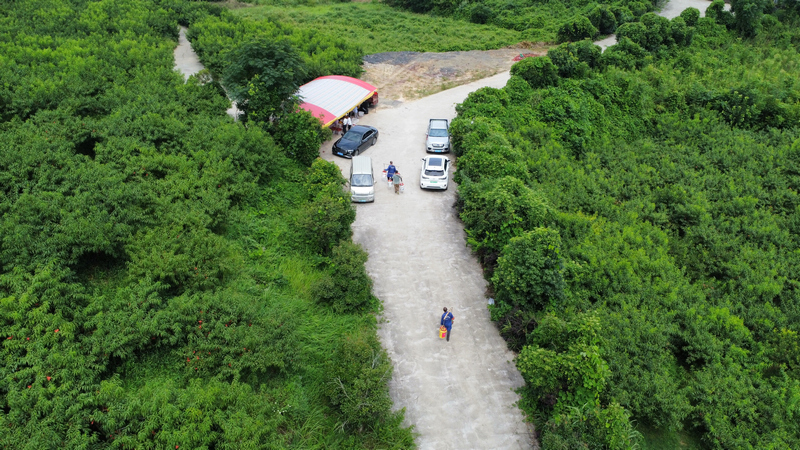黄桃基地一隅。