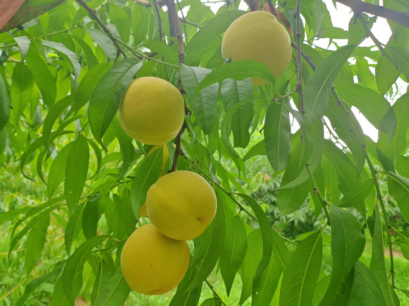 玉屏黄桃。