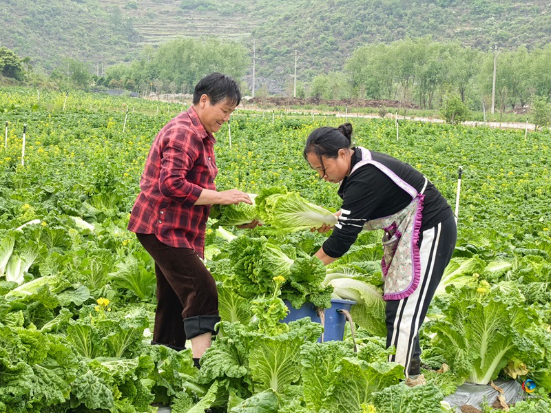 村民在采摘白菜。