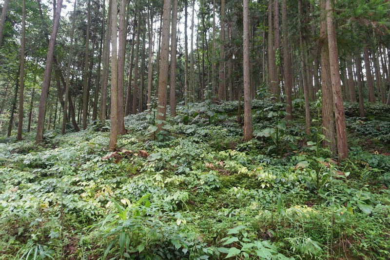 林下百合、淫羊藿等药材。
