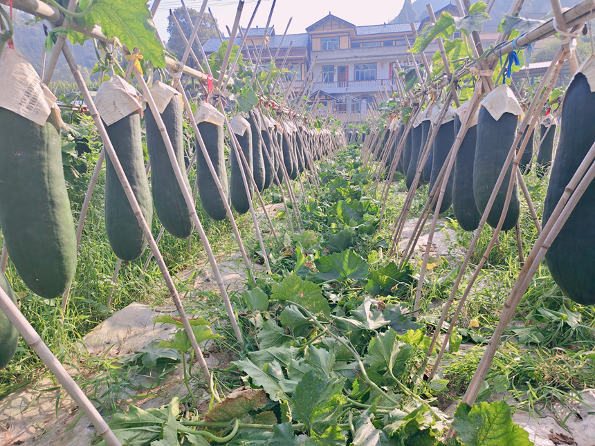 施秉县城关镇白塘村冬瓜种植基地粗壮的黑皮冬瓜悬挂在瓜架上。吴通明摄
