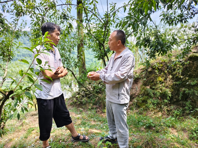 农技干部讲解李子种植管护技术.jpg