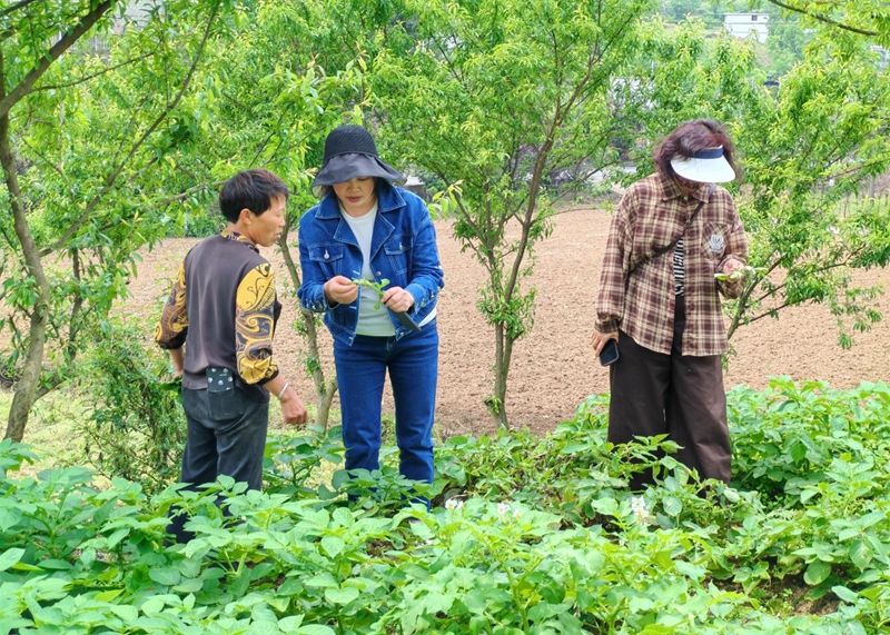 农技干部帮助农户识别马铃薯病虫害.jpg