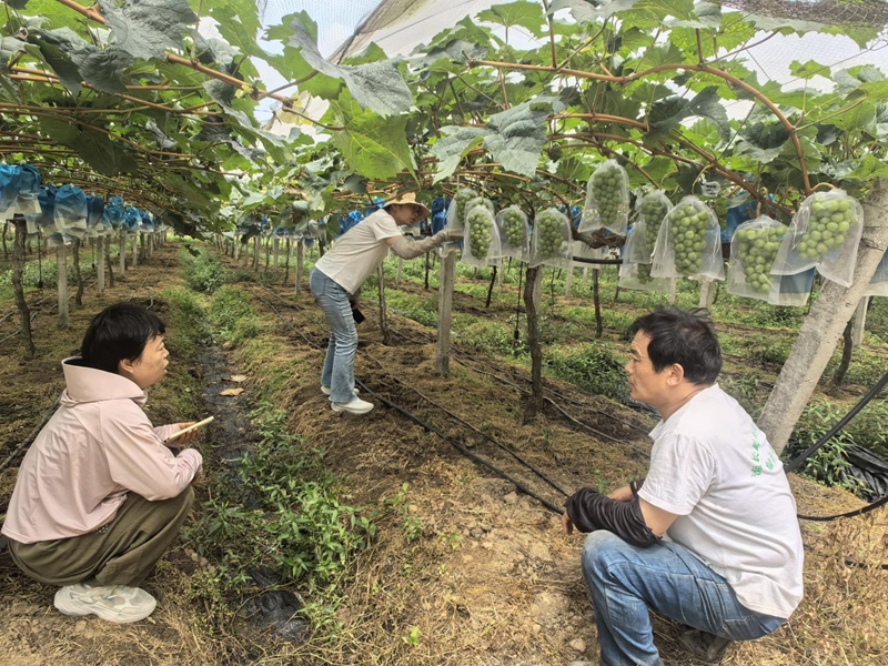 农技干部指导果农开展肥水管理.jpg