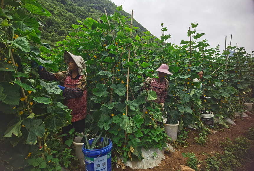 图为村民采摘黄瓜。
