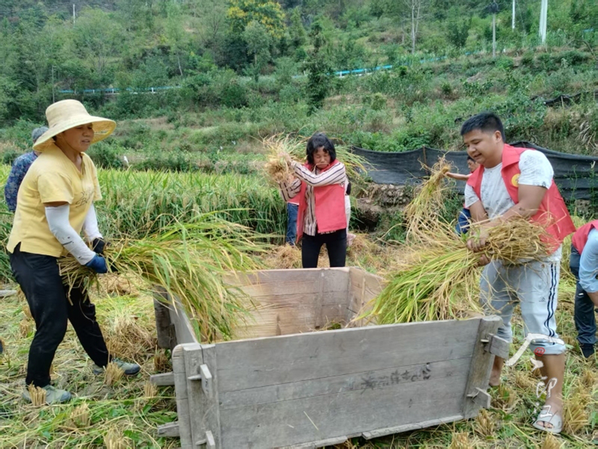 兴旺村志愿者为村民收割水稻。