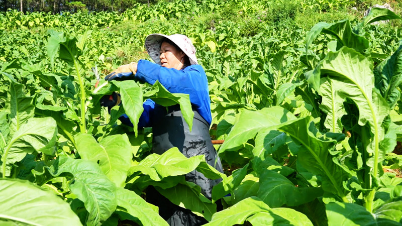 烟农采收烟叶。