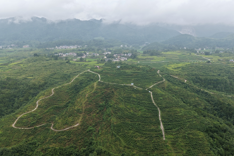 豐收村黃桃園.JPG