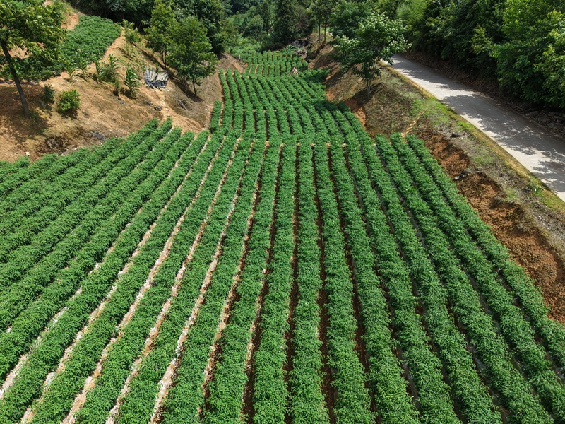 施秉县白垛乡辣椒连片种植基地（詹庆坤摄）.JPG
