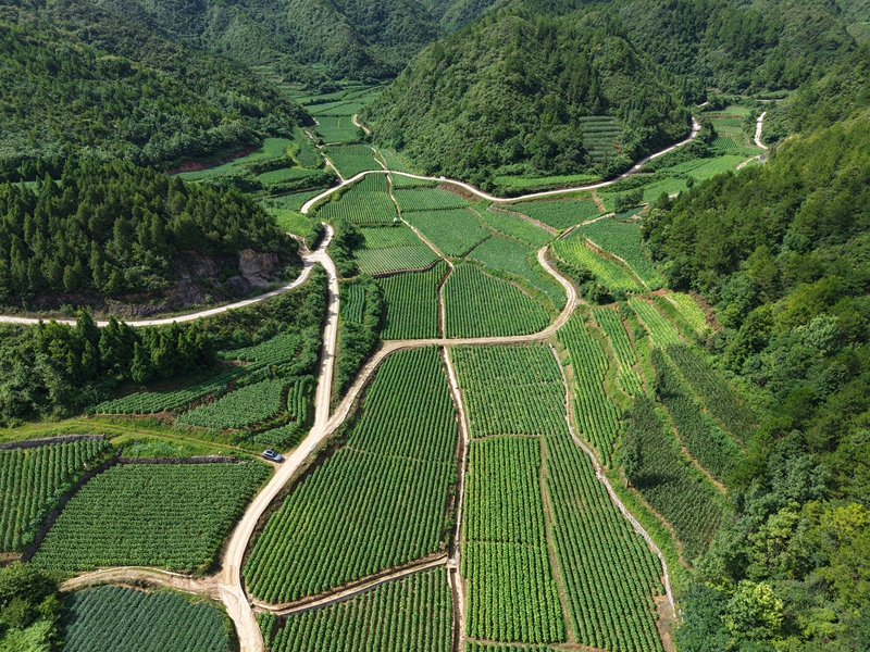 施秉县白垛乡烤烟连片种植基地（詹庆坤摄）.JPG