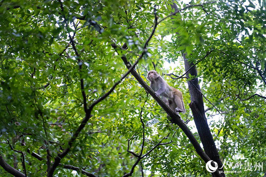 黔灵山公园内的野生猕猴。人民网记者 涂敏摄
