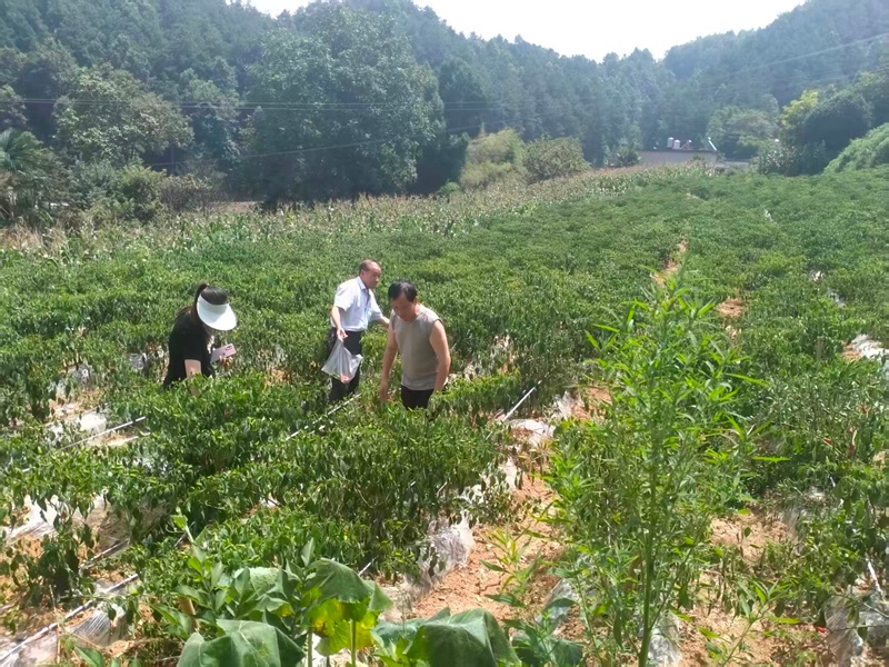 辣椒抽检现场。