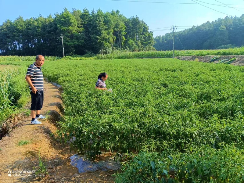 辣椒抽检现场。