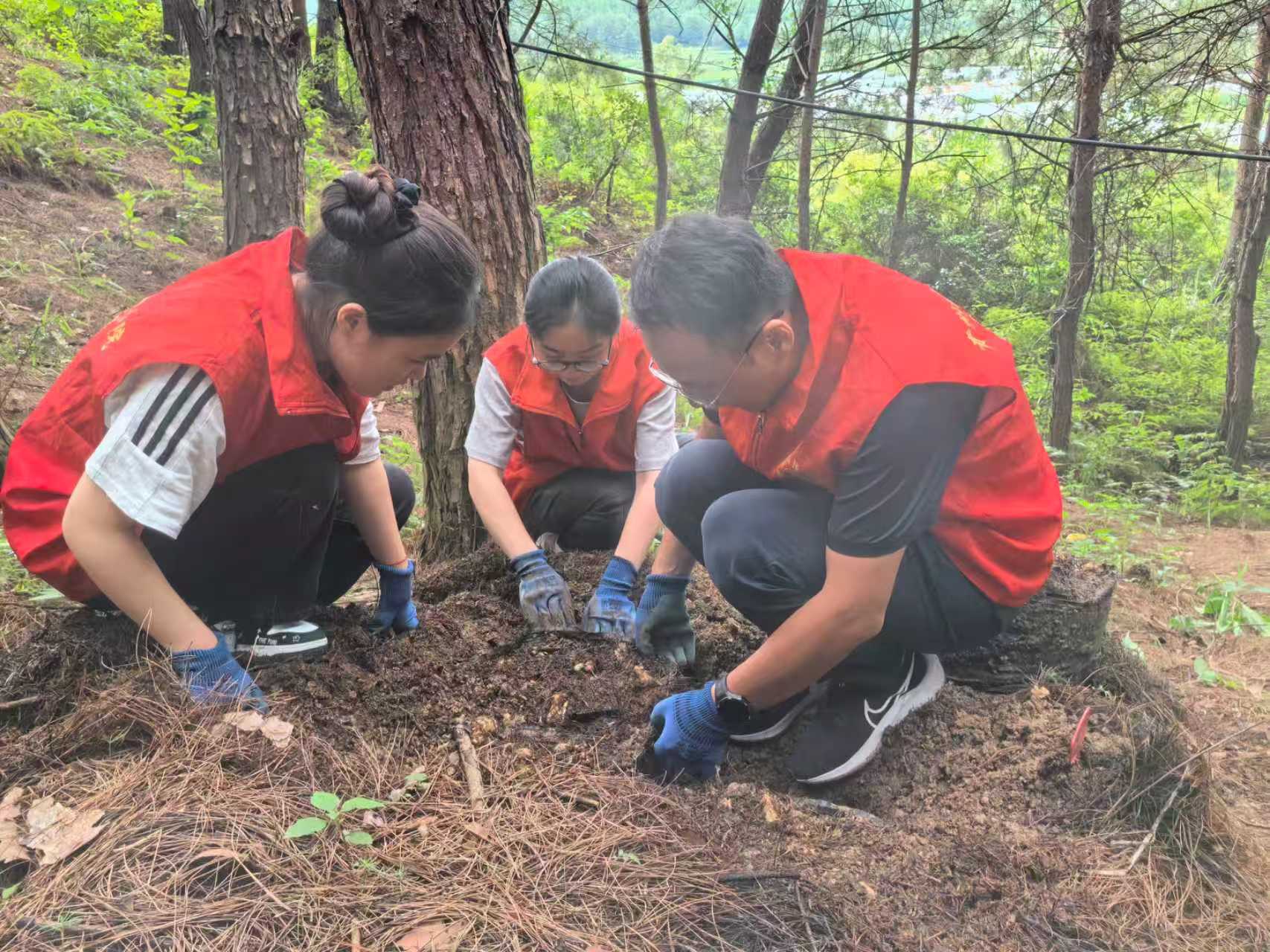 科研團隊成員在天麻基地檢查育種情況。貴州中醫藥大學供圖