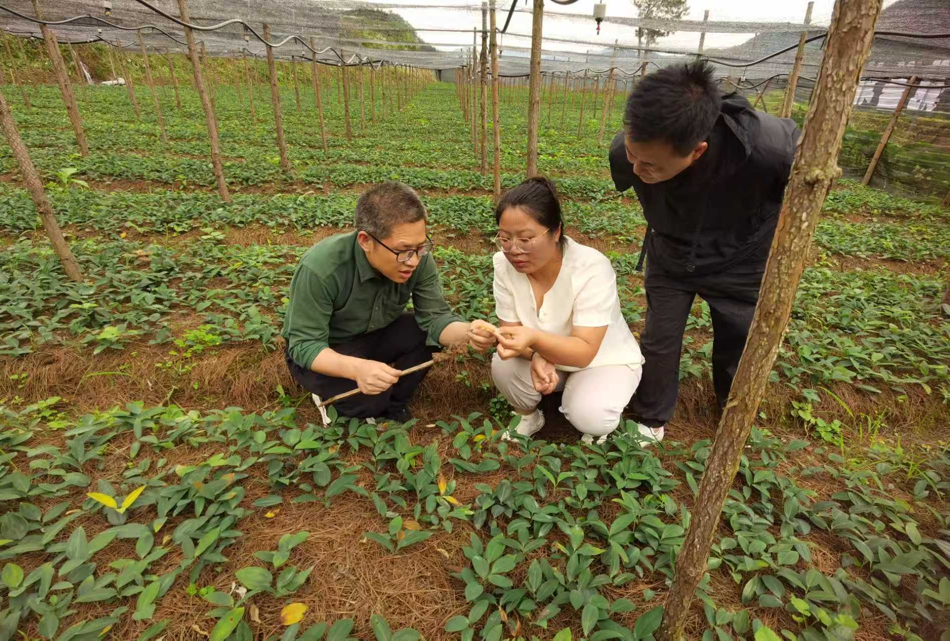 科研團隊成員在查看中藥材病害情況。貴州中醫藥大學供圖