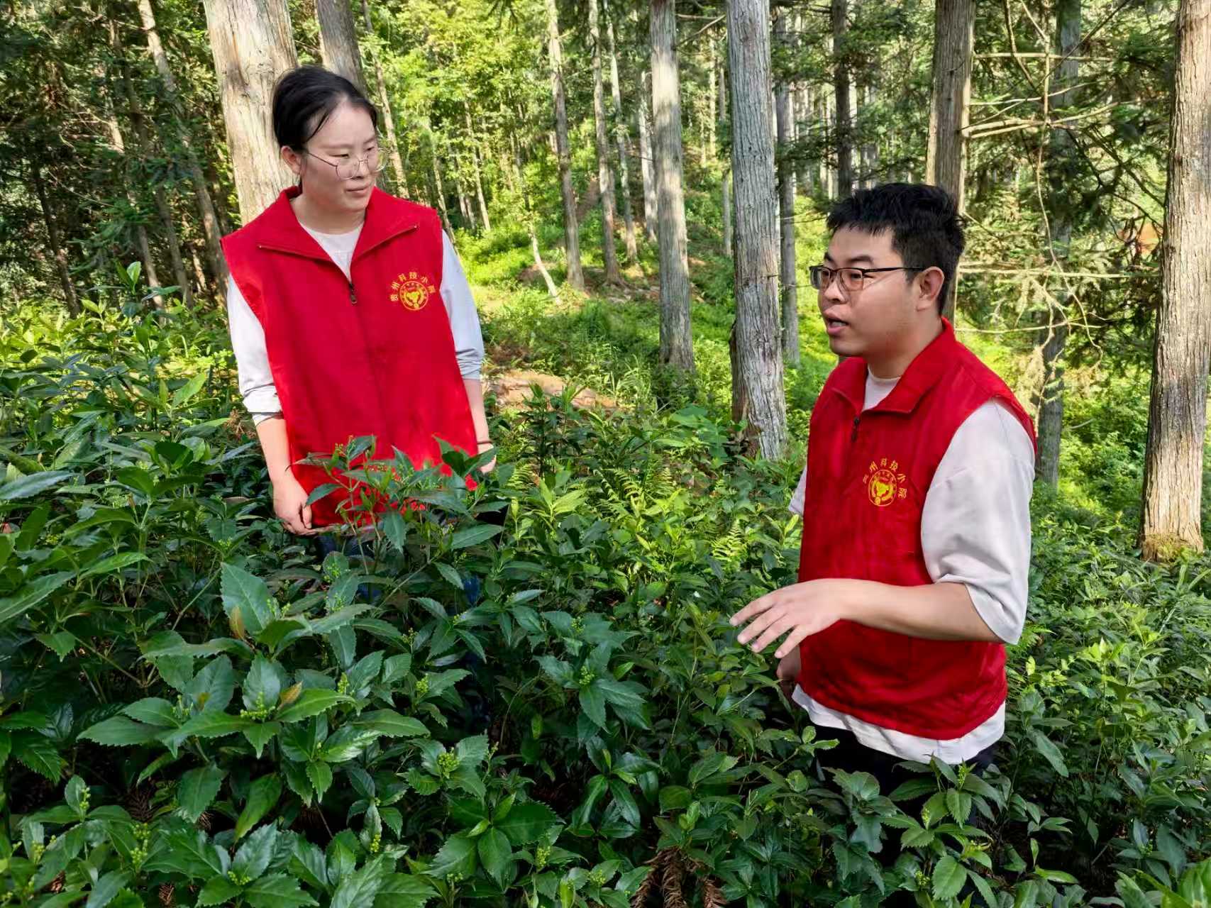 科研團隊成員在查看草珊瑚林下生長情況。貴州中醫藥大學供圖