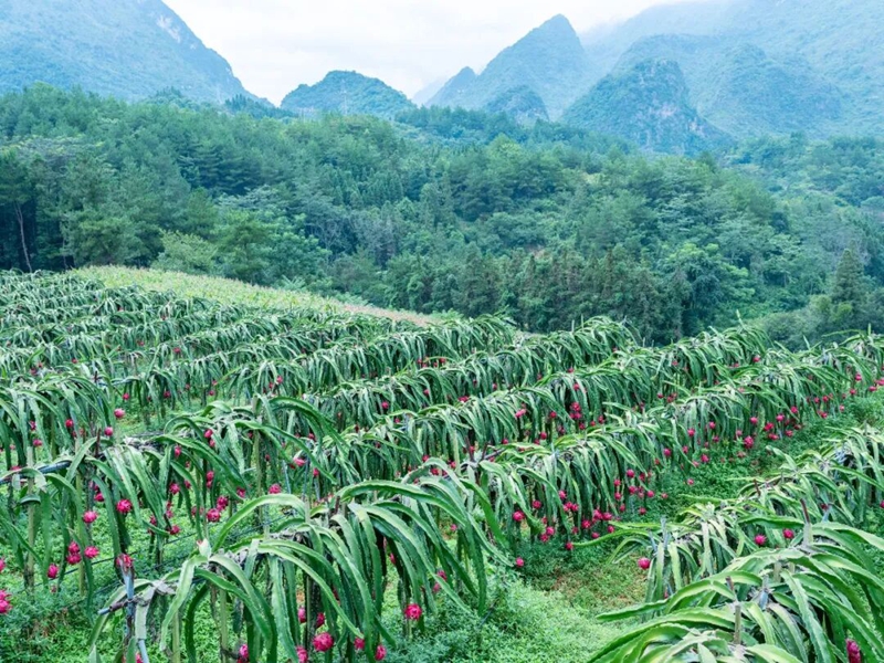 板庚村蜜寶火龍果種植基地一角.jpg