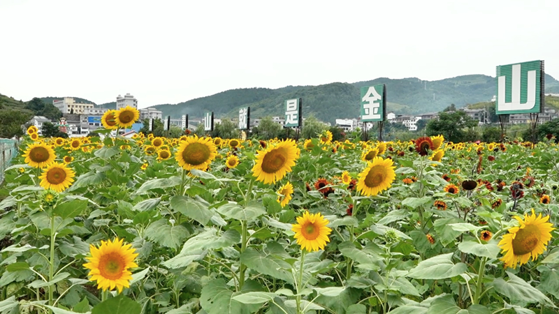 1、花海中矗立 “绿水青山就是金山银山” 标语，绘就生态振兴画卷。