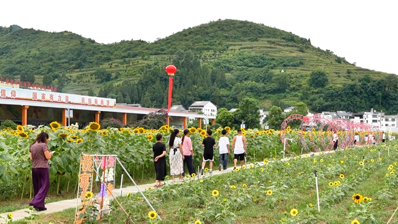 市民游客漫步花海小道，享受夏日田园美景。