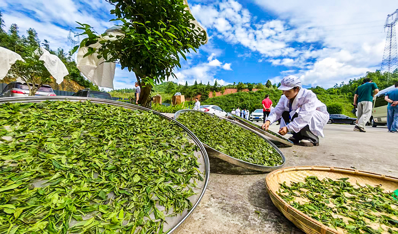 半世茶香存岁月一叶兴黎铸华章(图4)