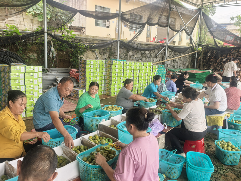 輸送務工人員到塘邊參與蜂糖李採摘。