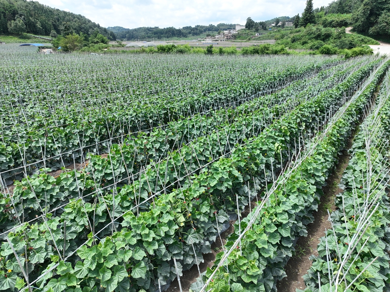 郁郁葱葱的黄瓜田。张仁杰 摄.jpg