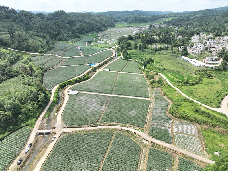 坪子村黄瓜基地。张仁杰 摄.jpg