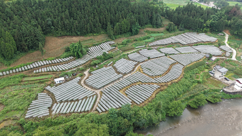 沙壩河鄉沙壩村葡萄種植基地航拍圖。