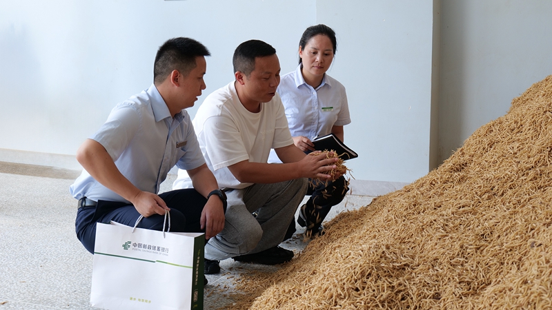 4、邮储银行工作人员实地走访太子参企业，了解生产经营和资金需求。.jpg