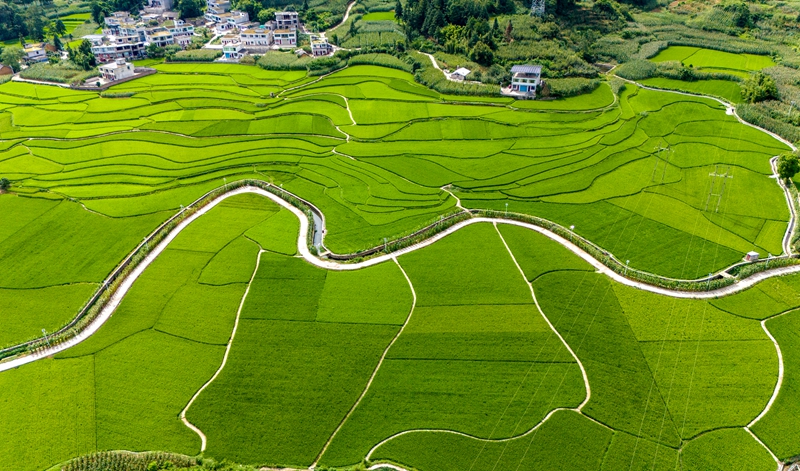 2026年8月4日，无人机航拍贵州省黔西市金碧镇铧口寨社区稻田风光。