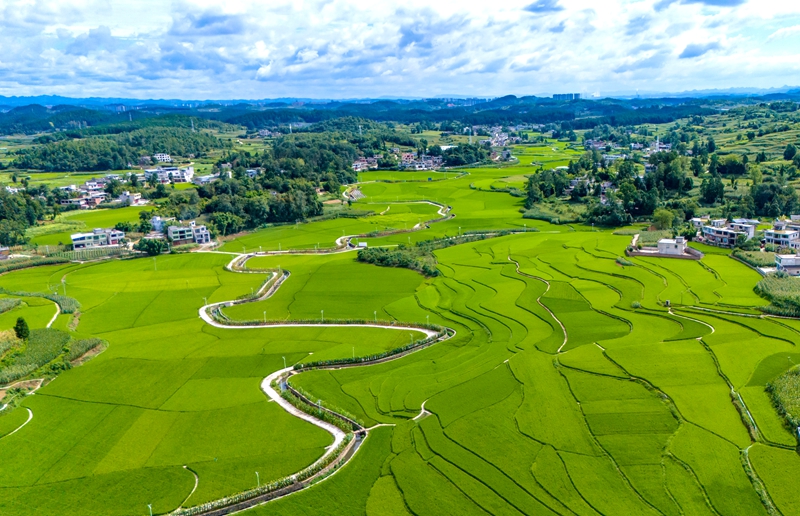 2026年8月4日，无人机航拍贵州省黔西市金碧镇铧口寨社区稻田风光。