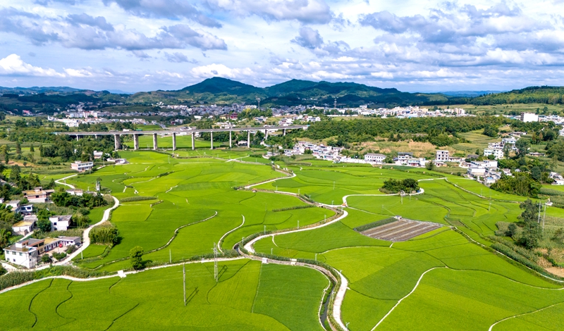 2026年8月4日，无人机航拍贵州省黔西市金碧镇铧口寨社区稻田风光。