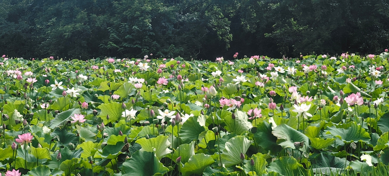 清镇市蔡水村。