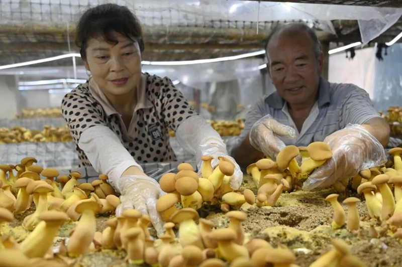 黄木村特色牛肝菌。