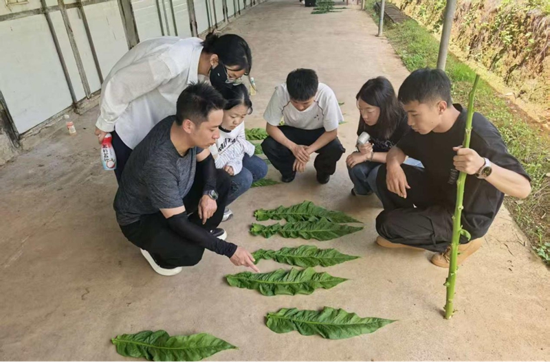 金沙分公司农艺主管曾彪带徒弟认识鲜烟叶