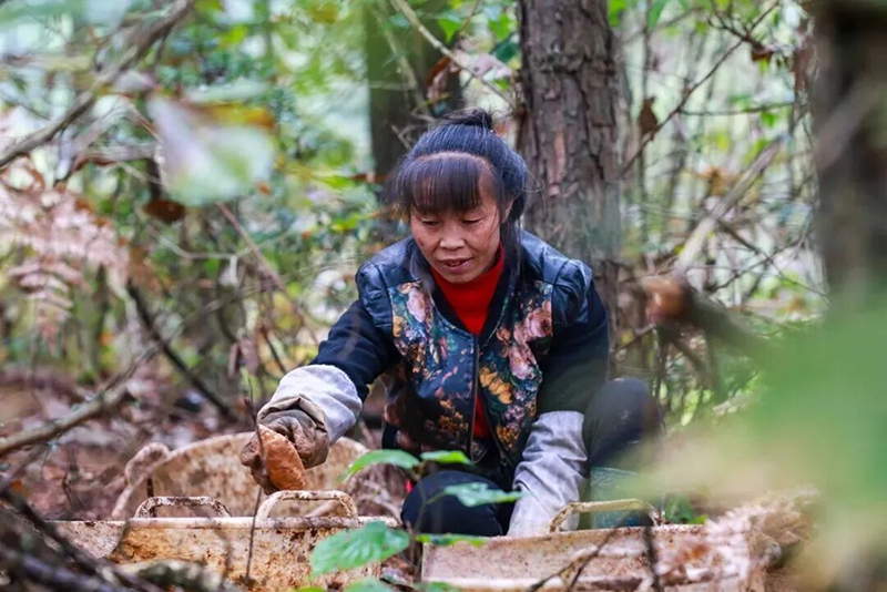 林下经济——家门口的致富路(图2)