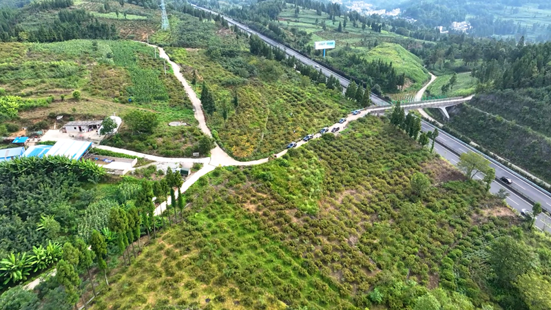 盤州市盤關鎮長地村的萬畝刺梨基地。