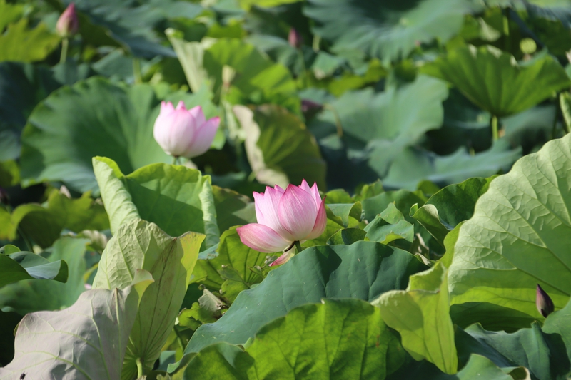 3、盛夏荷塘尽显温婉生机。.JPG