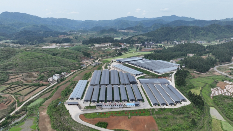 6.龙田镇的湖羊养殖基地。（万再祥 摄）