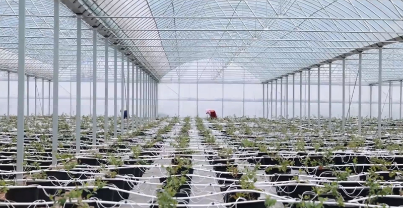 黔东南州麻江县蓝莓种植基地4