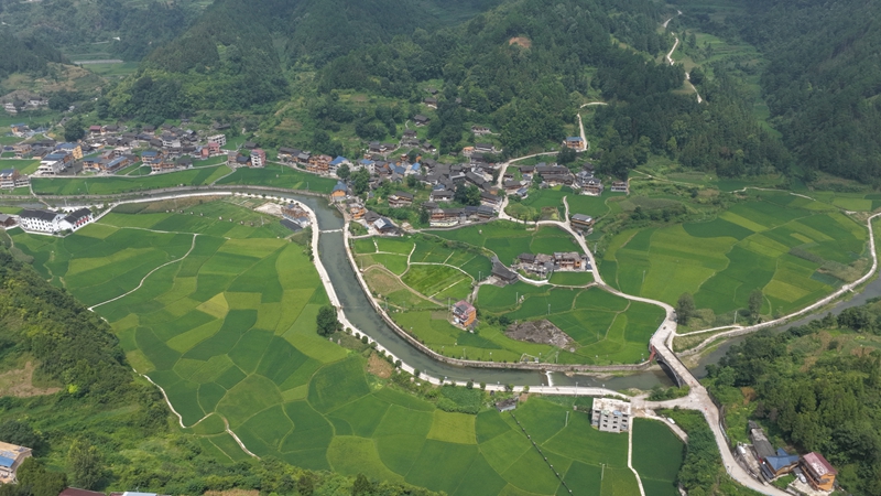 河坝村水稻坝区航拍。